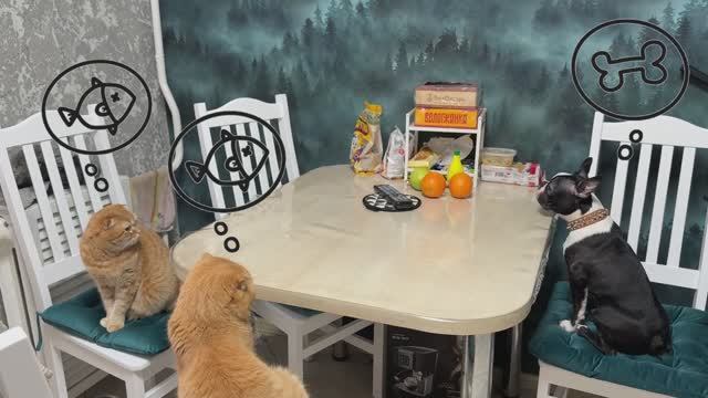 Кошки и собака ждут обед🦴🐟 Смешные животные видео коты собаки приколы смотреть онлайн