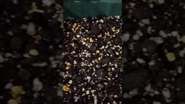 28 января 2024 г. Посев горьких перцев. Гном. Фейерверк. Пламя дракона. смотреть онлайн