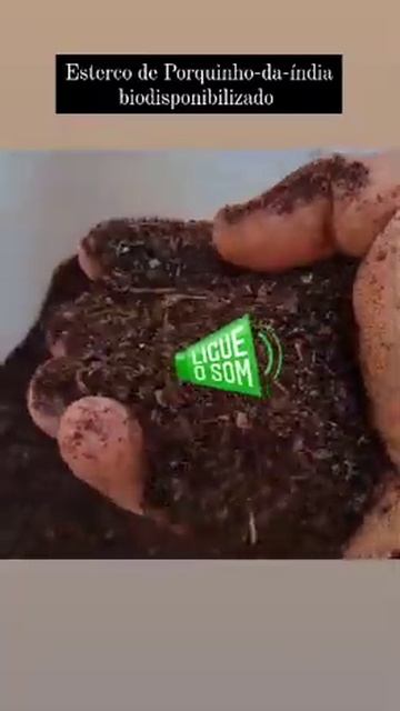 COMPOSTO DE PORQUINHO-DA-ÍNDIA смотреть онлайн