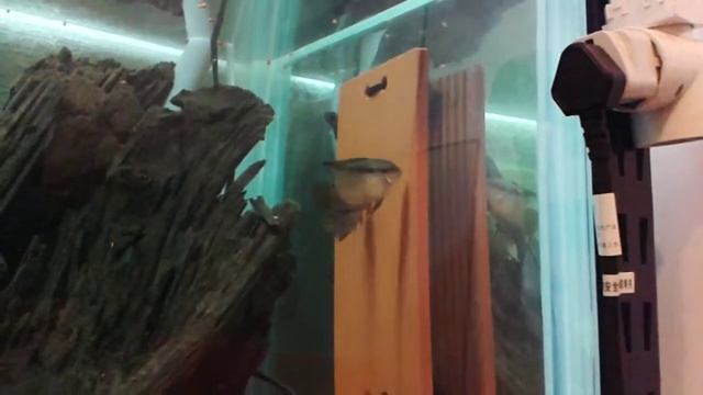 Mesonauta смотреть онлайн