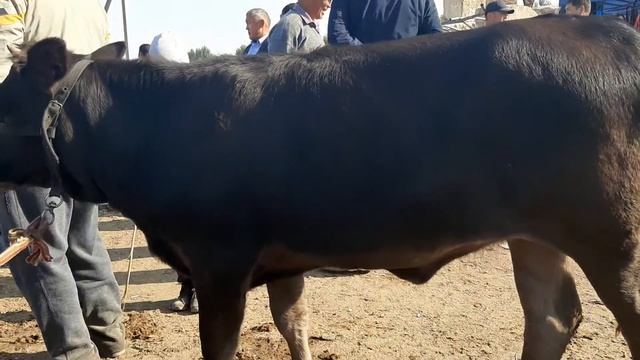 Куршаб мал базары 14 .09.19 смотреть онлайн