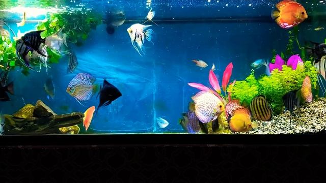 Angelfish Discus 🐟🐠 смотреть онлайн