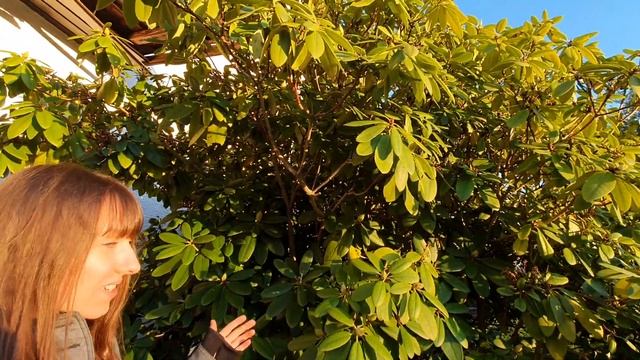 50 Jahre alter Rhododendron | Haltung, Pflege, Standort смотреть онлайн