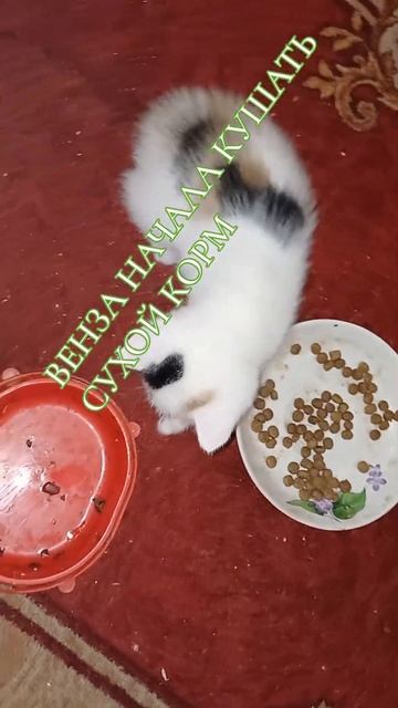 ВЕНЗА НАЧАЛА КУШАТЬ СУХОЙ КОРМ смотреть онлайн