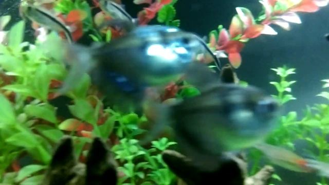 Aquarium with Fake Plants смотреть онлайн