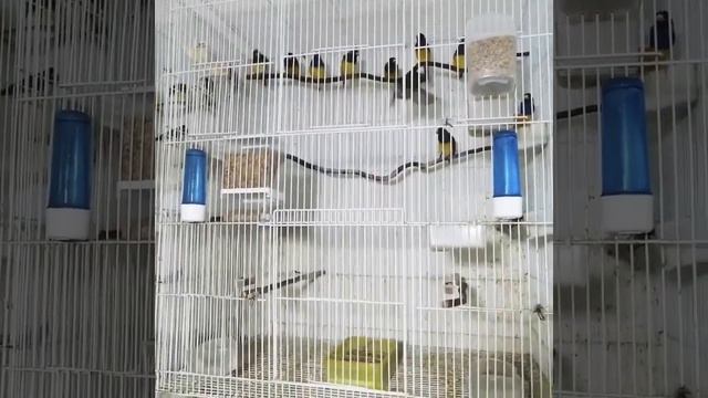 амадины гульда смотреть онлайн