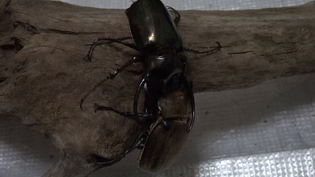 キロンオオカブト（コーカサスオオカブト）対ギアスゾウカブト(ポリオン）/Chalcosoma chiron VS megasoma gyas porioni смотреть онлайн