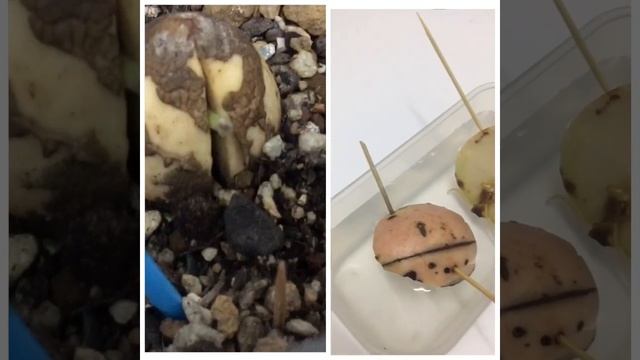 Avacado from seed to… смотреть онлайн