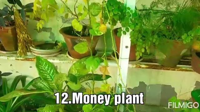 V-34/Name of 24 plant for hanging baskets in my terrace garden.🥀🌷🌺🌸🌸🍀🍃. смотреть онлайн