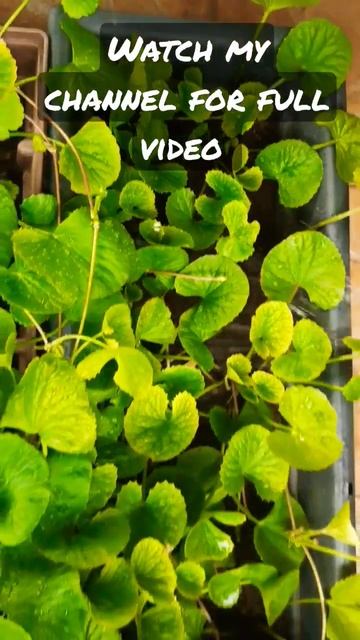 Healthy organic Centella Asiatica #grow#plants#gardening#shorts#gotukola#organic#centella#waste смотреть онлайн