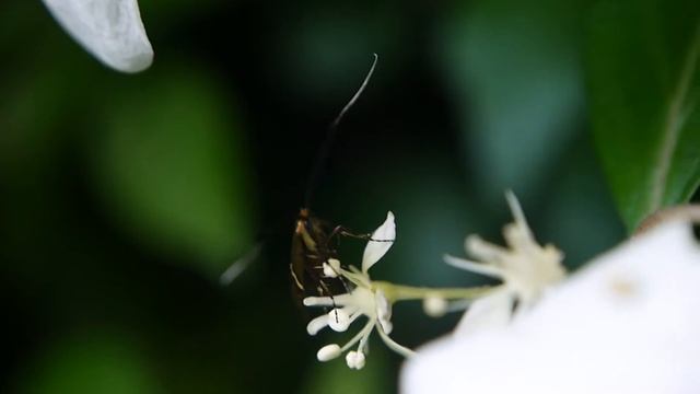 ホソオビヒゲナガ Nemophora aurifera ♀（Ⅰ） смотреть онлайн