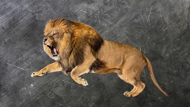 Tushda Sher Ko'rish Tabiri