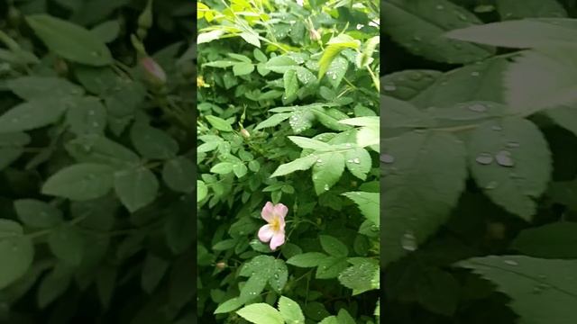 Шиповник 🌸 смотреть онлайн