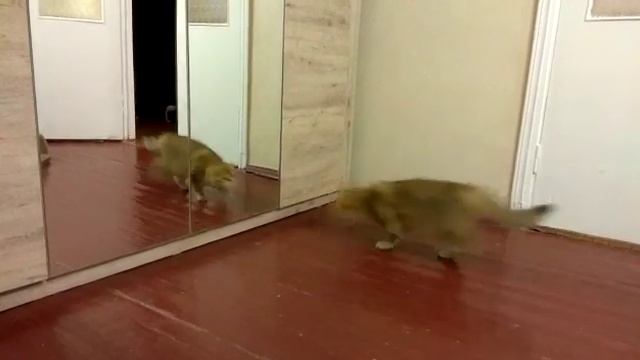 Кошка играется смотреть онлайн
