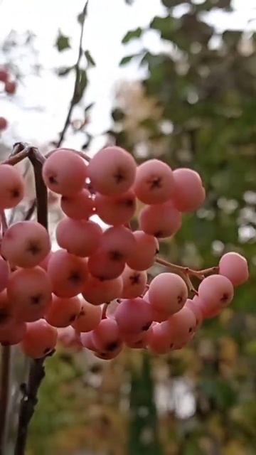 Рябина декоративная розовая - украшение сада смотреть онлайн