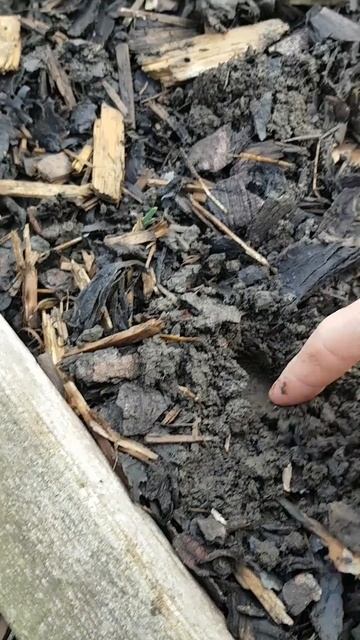 Planting Onion Sets смотреть онлайн