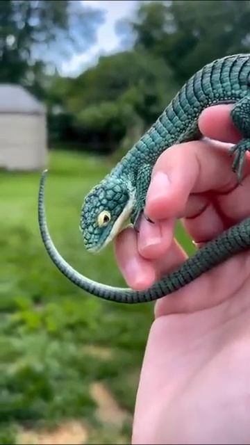 Mexican alligator lizard смотреть онлайн