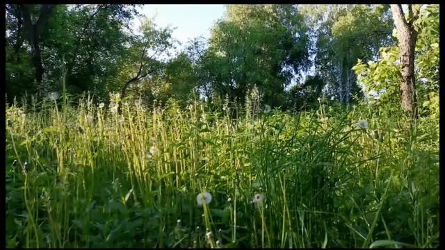 Одуванчики в лесу для медитации / Dandelions in a forest for meditation смотреть онлайн