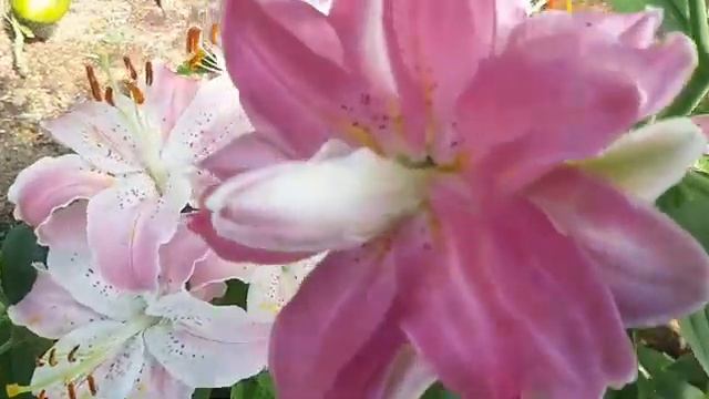 1952.  Лилии в моем саду от ф. Садовый рай летом 2022 г.