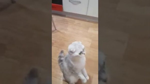 стойка боевой суслик