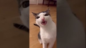 КОТ ПРОСТО ХРУСТИТ КОРМОМ!!!