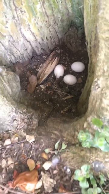 🦤eggs see more смотреть онлайн