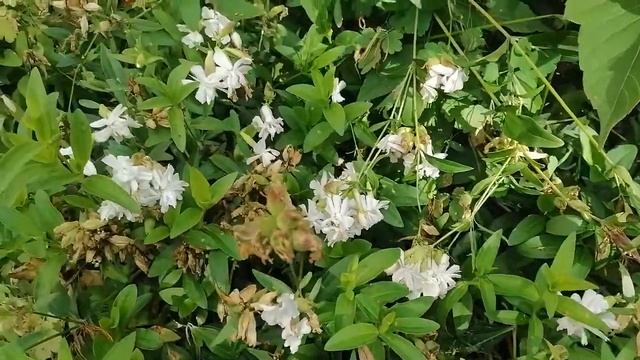 🌺🌼🌸 смотреть онлайн