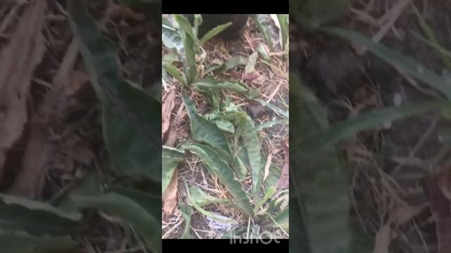 Коко-кола! Эксперимент! Сода! смотреть онлайн
