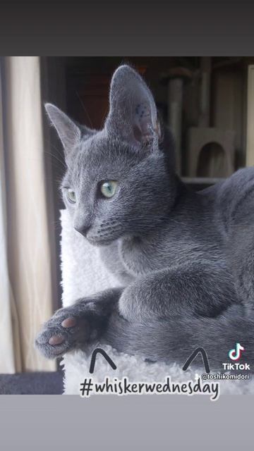 Russian Blue Kitten Whisker Wednesday смотреть онлайн