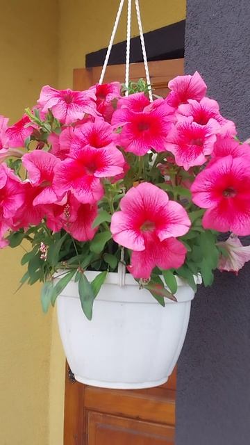 цветы в вазонах красота смотреть онлайн