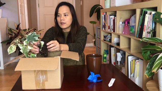 How to fix brown leave on Ivy plant | What wrong with my plant❓❓ смотреть онлайн