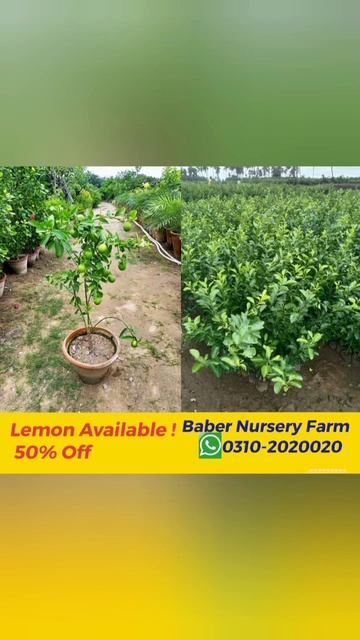 #Nursery#lemon #citrus #plants #palm #date #fruit #online #business #pakistan#flood смотреть онлайн