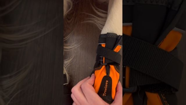 Обзор ботиночек для собак 😎 #shorts #собака #ретривер #ботинки #дрессировка смотреть онлайн