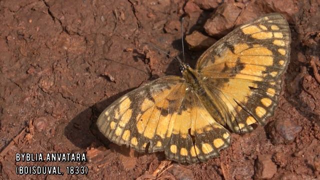 Butterflies in Uganda смотреть онлайн