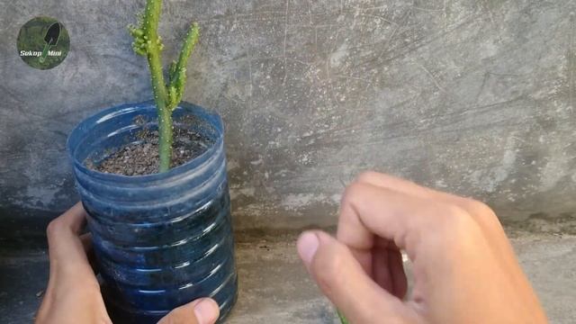 Cara Perbanyakan Kaktus Cemara Opuntia Tuna Monstruosa dengan MUDAH смотреть онлайн