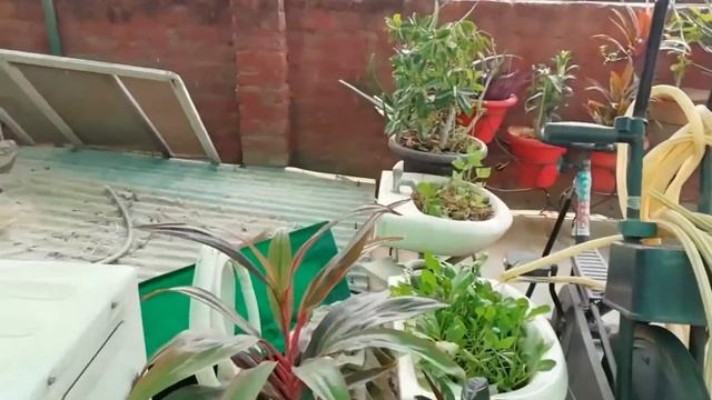 My Terrace Garden Tour | टेरेस गार्डन का टूर | Simply Seema's Life | #gardening #garden смотреть онлайн