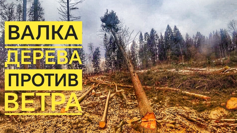 ВАЛИМ 🌲 ПРОТИВ ВЕТРА