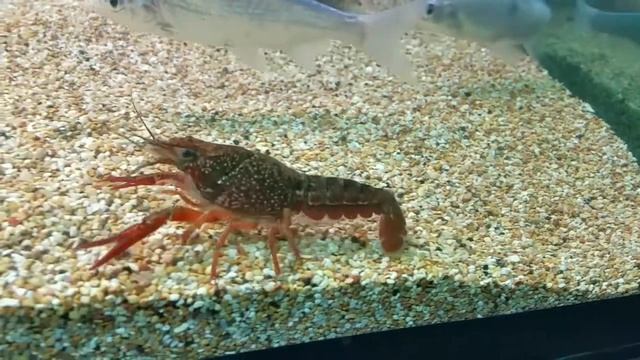 Ragazzetto nervoso (Procambarus Clarkii - gambero rosso della Louisiana) смотреть онлайн