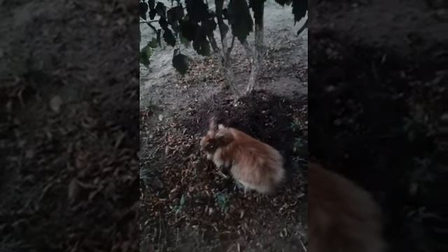 Гуляем с Кроликом смотреть онлайн