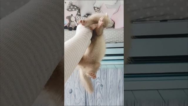 хорёк мальчик смотреть онлайн