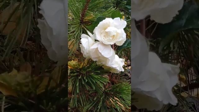 24.10 календарь цветения цфо #garden #сад #plant #flower #nature #приколы #дача смотреть онлайн