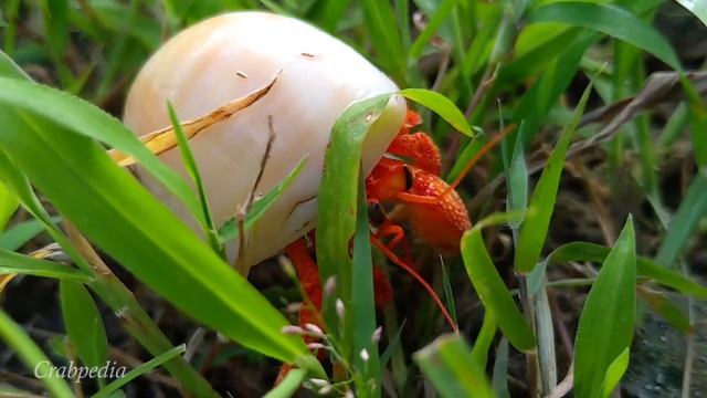 Kelomang Coenobita Perlatus | Strawberry Hermit Crab | Classical Music | Relaxing Video | Crabpedia смотреть онлайн
