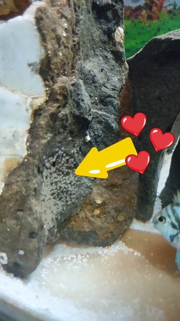 Fish Eggs🥚In Aquarium🤩 ।। Parrot Fish🐬 #shorts #viralshorts #short смотреть онлайн