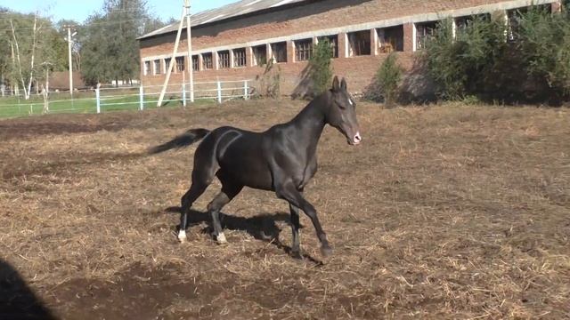 Ёлбарс 2019 г.р.(Пайкенд-Персефона), ахалтекинская чистокровная порода смотреть онлайн