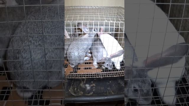 Как мы потеряли 90% поголовья кроликов #bunny #rabbit #кролики #крольчата смотреть онлайн