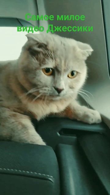 Самое милое видео моей кошки смотреть онлайн