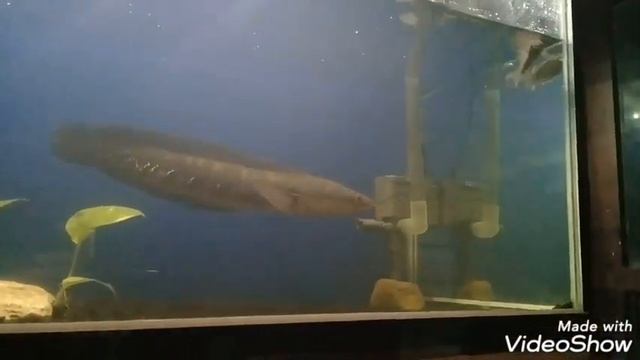Channa marulioides VS channa gachua смотреть онлайн
