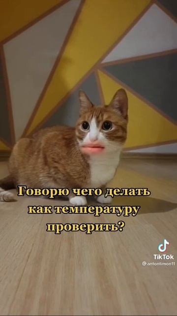 Кот говорящий рот. Вчера пошел в аптеку. смотреть онлайн