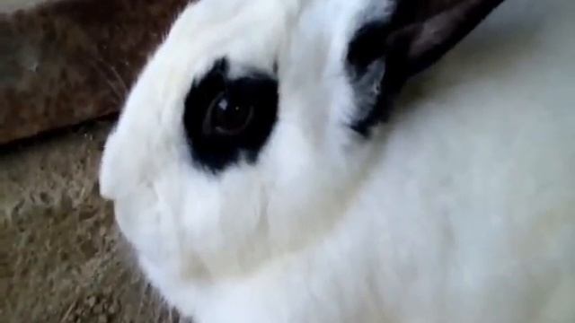 КРОЛИКИ, RABBITS, CONIGLI, video by iramashura 2015 © смотреть онлайн