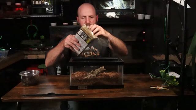 Brazilian Black Tarantula, Grammostola Pulchra Housing setup, Tarantula Rehouse смотреть онлайн